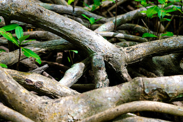 Racines palétuvier, mangrove