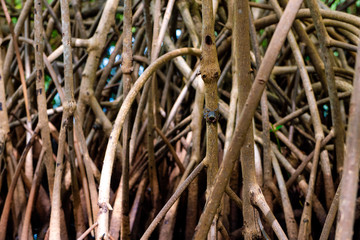 branche et racine de palétuvier