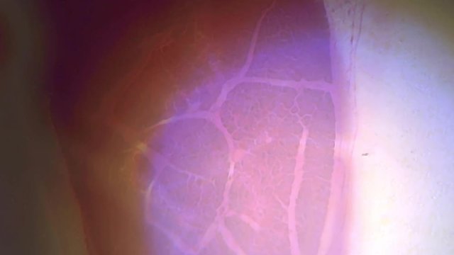 Microscope Dog Pancreas Section x1200 Stylized Focusing