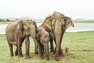 Fototapeta na wymiar A group of wild elephants sticking close to each other.