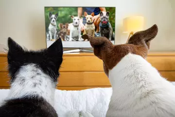 Printed kitchen splashbacks Crazy dog couple of dogs watching tv