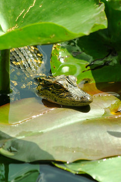 A baby alligator basks in the Florida sun.