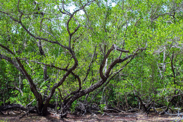 Branchage sur la plage, îlet Fajou