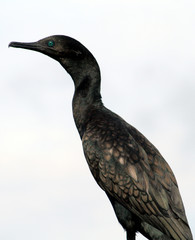 The side profile of a little cormorant with a striking turquoise eye.