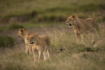 Lion cubs at Masai Mara, Frame with selective focus at the back
