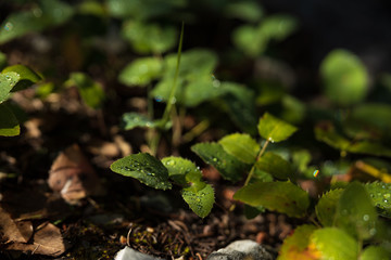 water drops on fresh leaf in the morning
