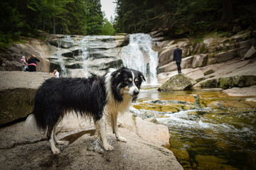 Naklejka na ściany i meble Portrait of border collie in forest near to waterfall in czech mountain Krkonose. He is after swimming so he is wet.