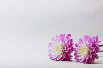 Beautiful pink and violet dahlia on a white background