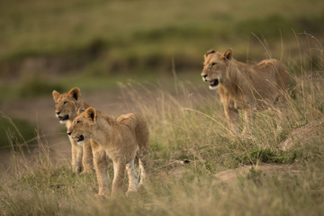 Obraz premium Lion cubs looking in one direction, Masai Mara