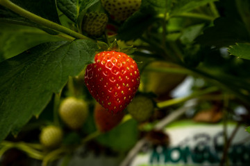 Soft focus background. Close up fresh organic strawberry. Strawberries being grown commercially. Macro