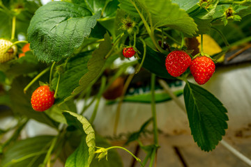 Soft focus background. Close up fresh organic strawberry. Strawberries being grown commercially. Macro