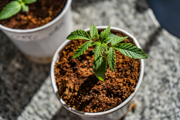pequeña planta de Cannabis en un vaso