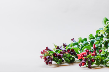 Leafs and blooms of aeschynanthus twister plant on a white background