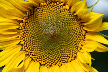 Sunflower. Beautiful sunflowers blooming on the field