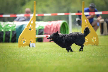 Black Shiperke is running on agility czech competition in Pesopark.  She is so fast