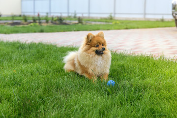 Pomeranian Spitz playing on the green lawn near the house. Pomeranian spitz. Cute spitz dogs