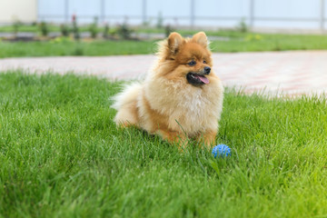 Pomeranian Spitz playing on the green lawn near the house. Pomeranian spitz. Cute spitz dogs