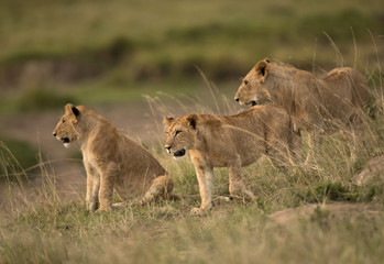 Fototapeta na wymiar Lion cubs, Masai Mara