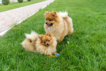 Pomeranian Spitz playing on the green lawn near the house. Pomeranian spitz. Cute spitz dogs