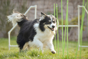 Tricolor border collie in agility slalom on individual intensive training at home.