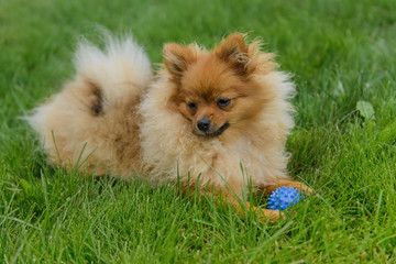 Pomeranian Spitz playing on the green lawn near the house. Pomeranian spitz. Cute spitz dogs