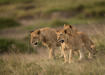 The cubs of lion at Masai Mara, Kenya