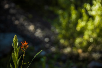 red flower with green background