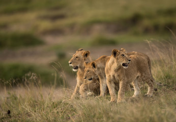 Mother and two cubs in the grasses at Masai Mara, Kenya