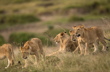 Lioness and her cubs relaxing in the grasses, Masai Mara