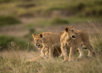Obraz na płótnie Canvas Lioness and her cubs in the Savannah, Masai Mara
