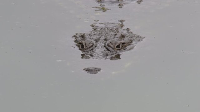 Crocodile floating and looking in the river