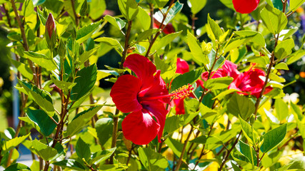Hibiscus rosa-sinensis - Hibiscus oder Chinesische rose mit große rote Blüten mit vielen...