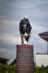 Crazy black and white border collie is running in agility park on dog walk. She teachs new thing for competition.