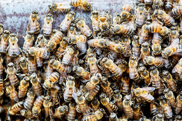 Swarm of Africanized Bees