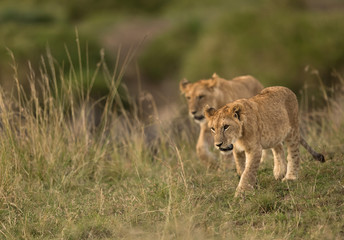 Fototapeta premium Two little cubs moving on the grasses at Masai Mara