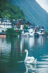 swans in lake hallstatt town on background