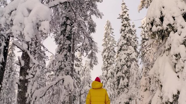 Back view of young woman tourist in yellow warm jacket walking in breathtaking snowy coniferous trees forest enjoying winter holidays, female traveler discover Riisitunturi National Park in Lapland
