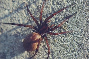spider on the wall
