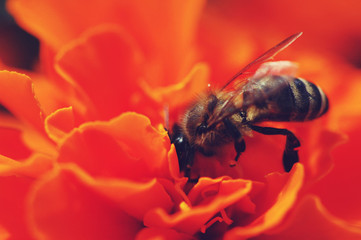 bee on flower
