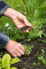 Naklejka na ściany i meble Gardener hands planting young plants in soil in garden