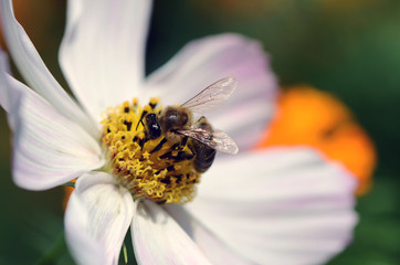 bee on flower