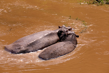 
Masai Mara, Flusspferde in Kenia am Fluss der Masssai Mara.