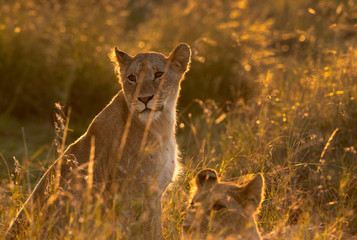 Lions during morning at Masai Mara grassland, Kenya