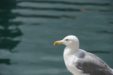 カモメ（スペイン）