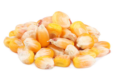 Corn isolated on white background
