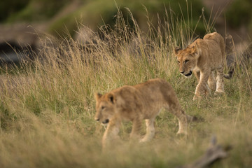 Fototapeta na wymiar Lion cubs moving in the grasses of Masai Mara, kenya, Focus on the cub at the back.