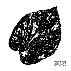 Grunge leaf. Tropical foliage. Tropic flora. Epipremnum plant leaf. Houseplants. Rainforest exotic nature. Epipremnum aureum.