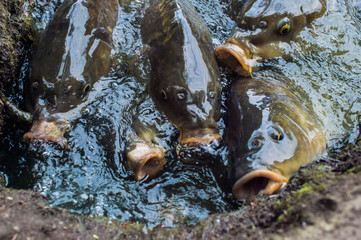 a lot of fish in the lake, with big mouths
