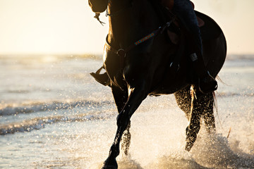 horse, animal, beach, water,riding, sea, nature, sky, horses, woman, rider, horseback, cracker, brown, running, wild, equestrian, summer, water, blue, gallop, beautiful, equine, beauty, farm, animals