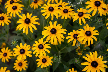 yellow summer flowers in a garden